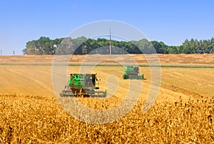 Combines working on a wheat field