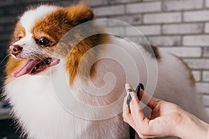 Combing and cutting hair of dog at grooming salon