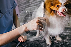 Combing and cutting hair of dog at grooming salon