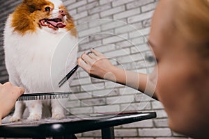 Combing and cutting hair of dog at grooming salon