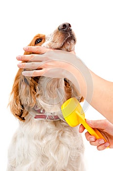 Combing dog breed Russian Spaniel