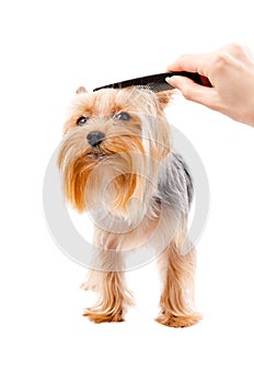 Combing dog breed Yorkshire terrier