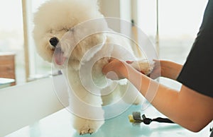 Combing dog hair