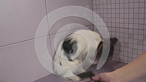 Combing dog`s fur after bathing Continental Toy Spaniel Papillon stock footage video