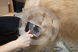 Combing the dog`s hair with a special brush. Golden Retriever