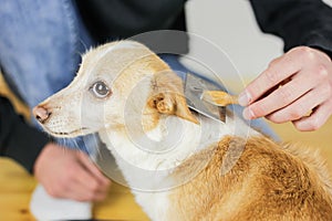 Combing a dogâ€™s coat. Dog hairstyle. Pet care