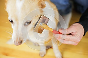 Combing a dogâ€™s coat. Dog hairstyle. Pet care