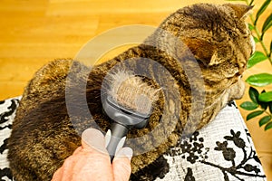 Combing fur of a cat with brush, taking care of pet removing hair at home, full brush