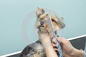 Combing fur with the crest of Yorkshire Terrier dog by the mouth.