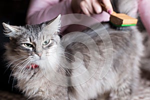 Combing gray fluffy cat.  Combing cat fur with brush