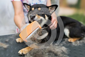 combing the hair of a dog of the Shiba Inu breed