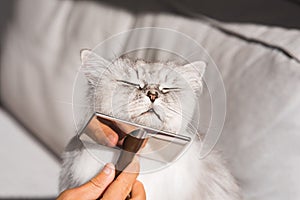 Combing lovely cute grey longhaired persian cat. Fluffy cat loves being brushed