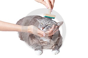 Combing out excess hair from a cat