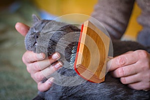 Combing out excess hair from a gray Scottish cat during molting with a special comb.