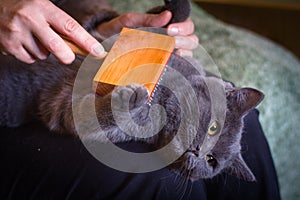 Combing out excess hair from a gray Scottish cat during molting with a special comb.