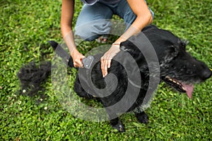 Combing out the fur of a dog