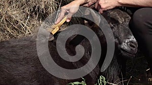 Combing the pashm from goats. Handmade manufacturing yarns from natural goast wool, collecting wool from goast