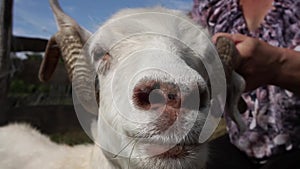 Combing the pashm from goats. Handmade manufacturing yarns from natural goast wool, collecting wool from goast