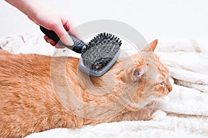 combing a red cat
