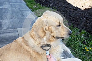 Combing the undercoat with a special comb of a young male Golden Retriever sitting on a terrace. photo