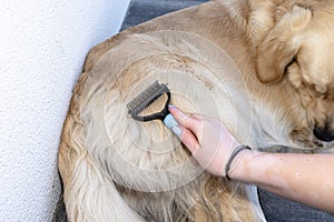 Combing the undercoat with a special comb of a young male Golden Retriever sitting on a terrace. photo