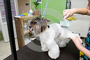 combing a yorkshire terrier dog