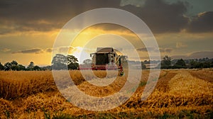 Combne harvester cutting a field of oats at sunset.