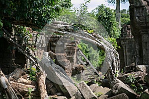 Combodia temples jungles