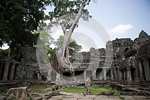 Combodia temples jungles