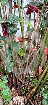 Combrang Herbal Plant