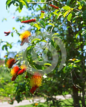 Combretum aubletii flowers