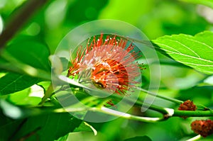 Combretum constrictum ,Benth or M A Lawson or COMBRETACEAE