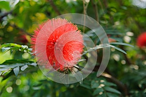 Combretum erythrophyllum