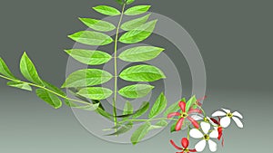 Combretum indicum photo