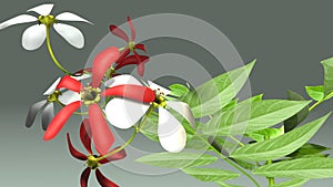 Combretum indicum photo