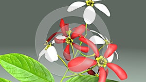 Combretum indicum photo