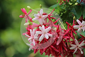 Combretum indicum beautiful flowers bright and colorful on tree