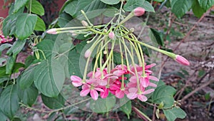 Combretum Indicum Flowers Blossoms on Green Leaves Background photo