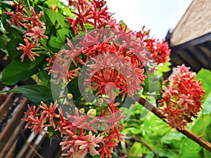 Combretum Indicum flower in bloom photo