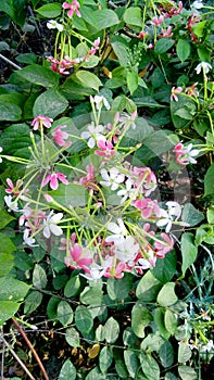 Combretum indicum plant flowers