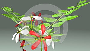 Combretum indicum photo
