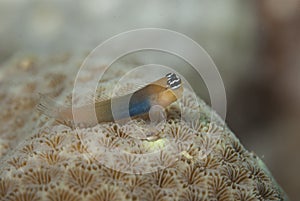 Combtooth Blenny Ecsenius bandanus