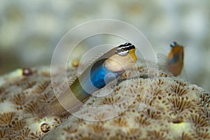 Combtooth Blenny Ecsenius bandanus