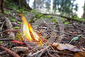 Combustion of dry coniferous forest. Beginning of woods fire. Casual handling of people with fire and flame. Wildfire in reserve