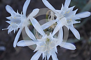 White beautiful flower in Leeu Gamka photo