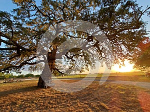 Come sit for awhile under the mighty oak