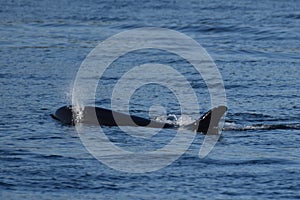 COME UP FOR AIR, ORCA WHALE OFF THE VANCOUVER COAST