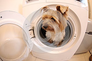 Comedic image of adorable dog pretending to be washed in washing machine