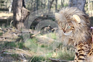 Comedic image of cat with a wig