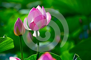The comely lotus and alabastrum photo